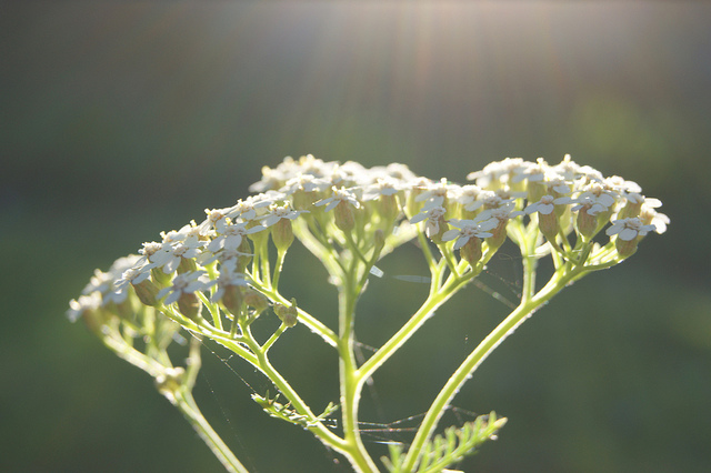 Yarrow Flower, Side View