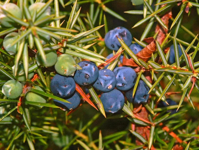 Close-up of common juniper. Ettore Balocchi / Juniperus communis / CC BY 2.0