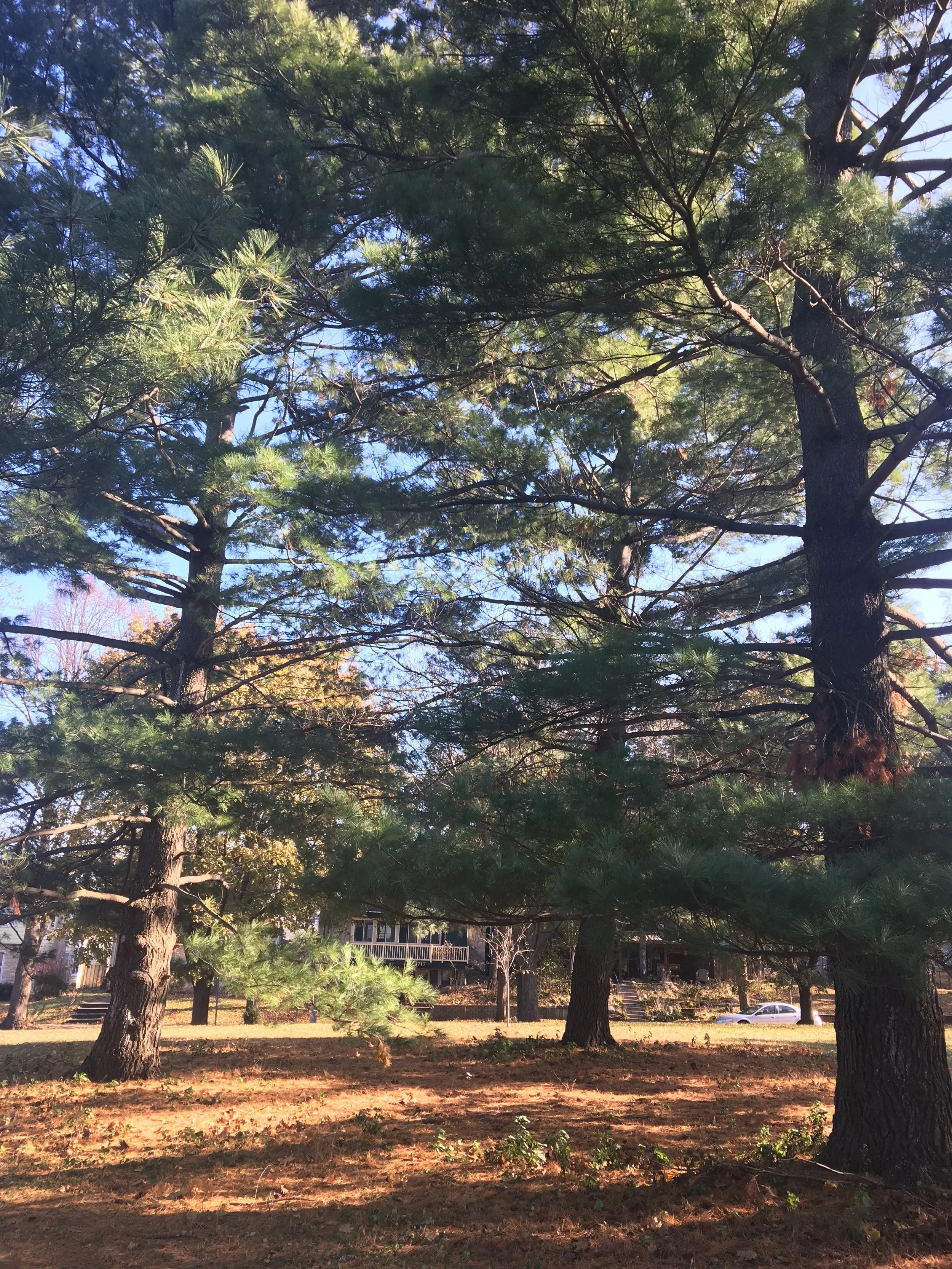 White pines planted in a park