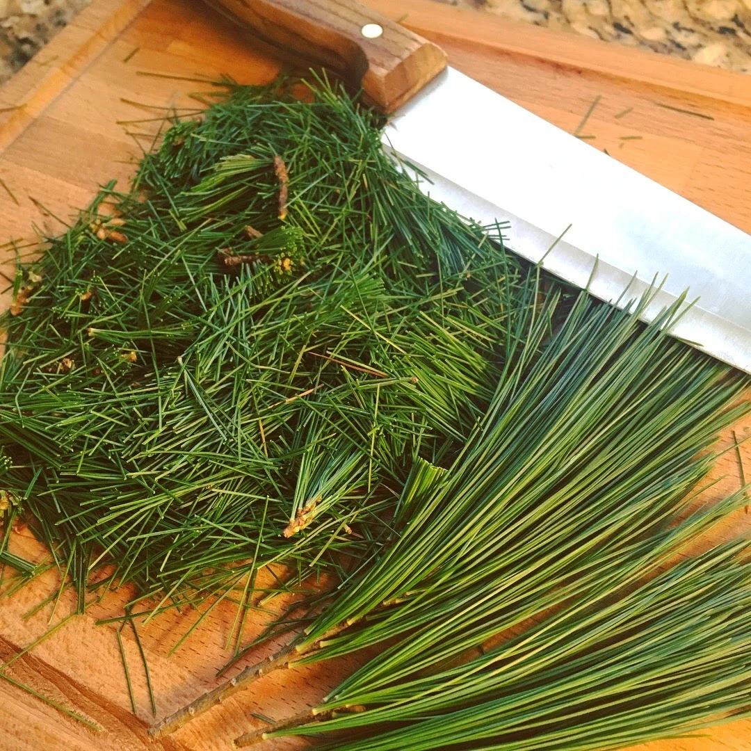 Chopping white pine needles