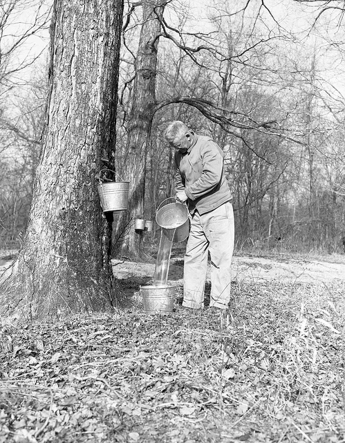 Collecting Maple Sap