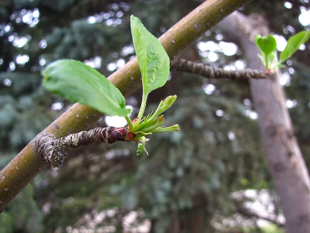 Spur branches of Crab Apple. EileenMak / Crab Apple / CC By 2.0