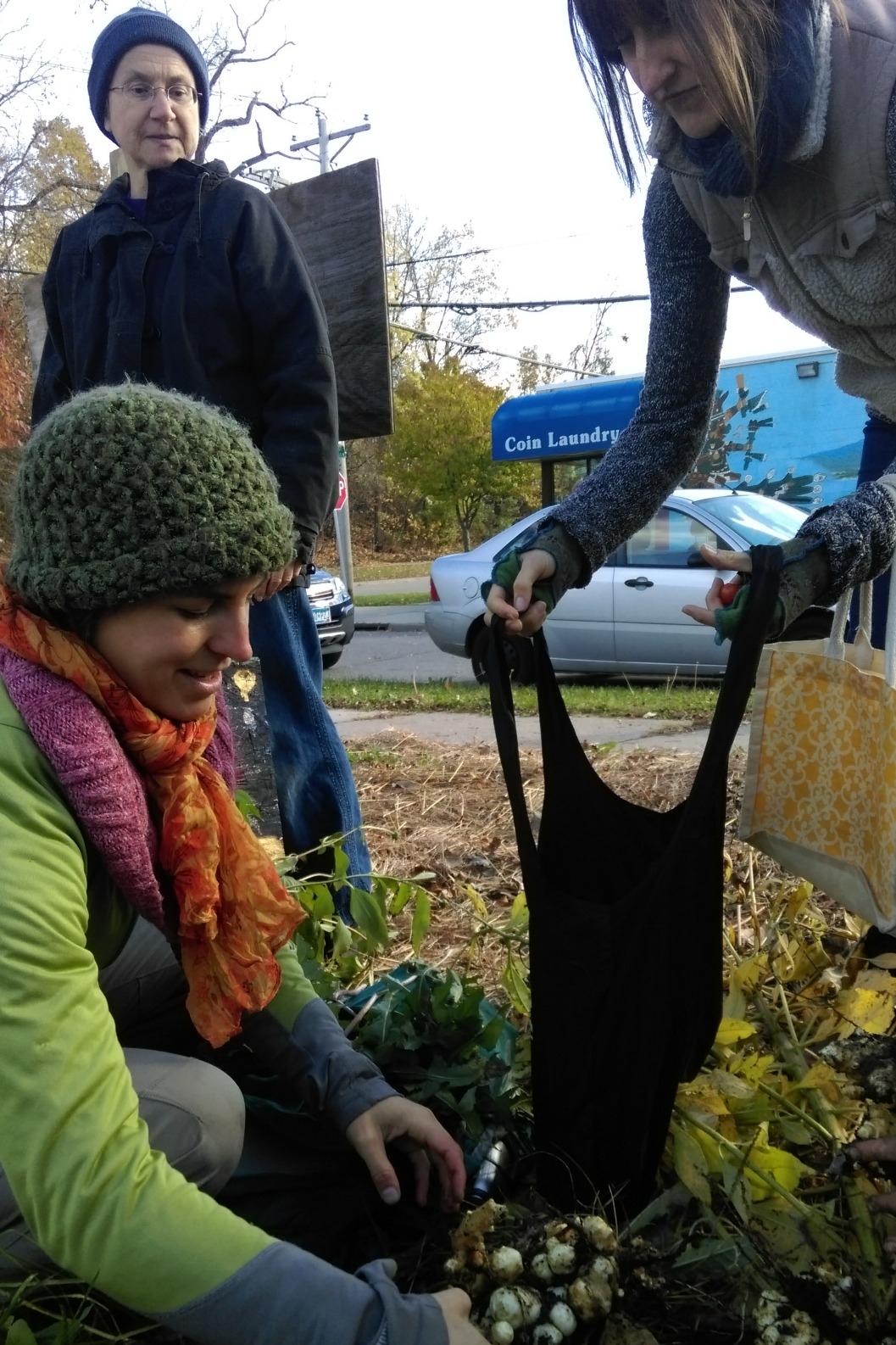 Harvesting sunchoke roots in October