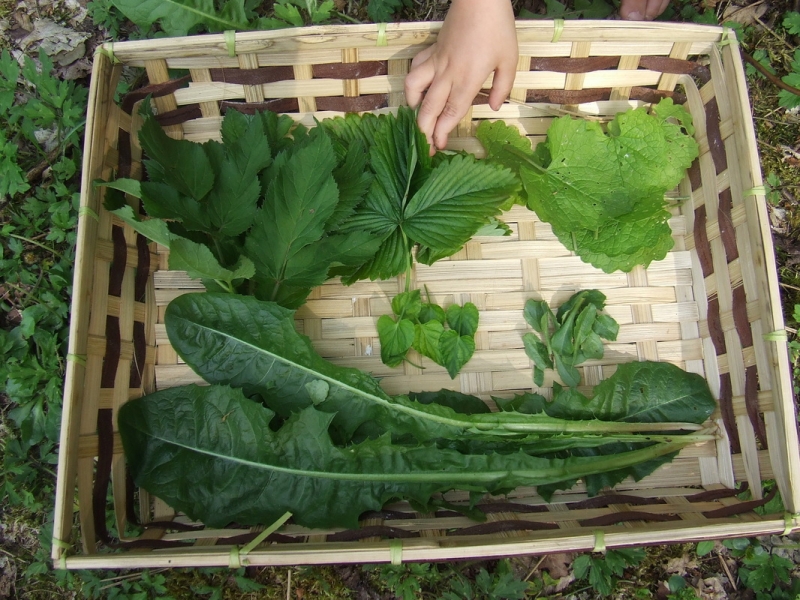 Image from Isanti County Master Gardeners
