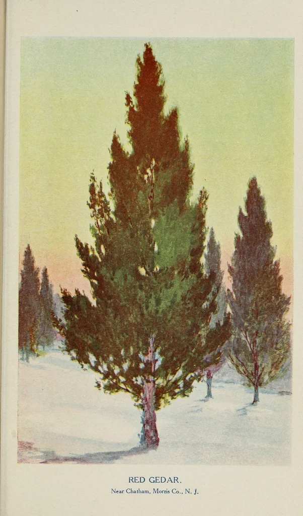 A painting of red cedar ( Juniperus communis ).