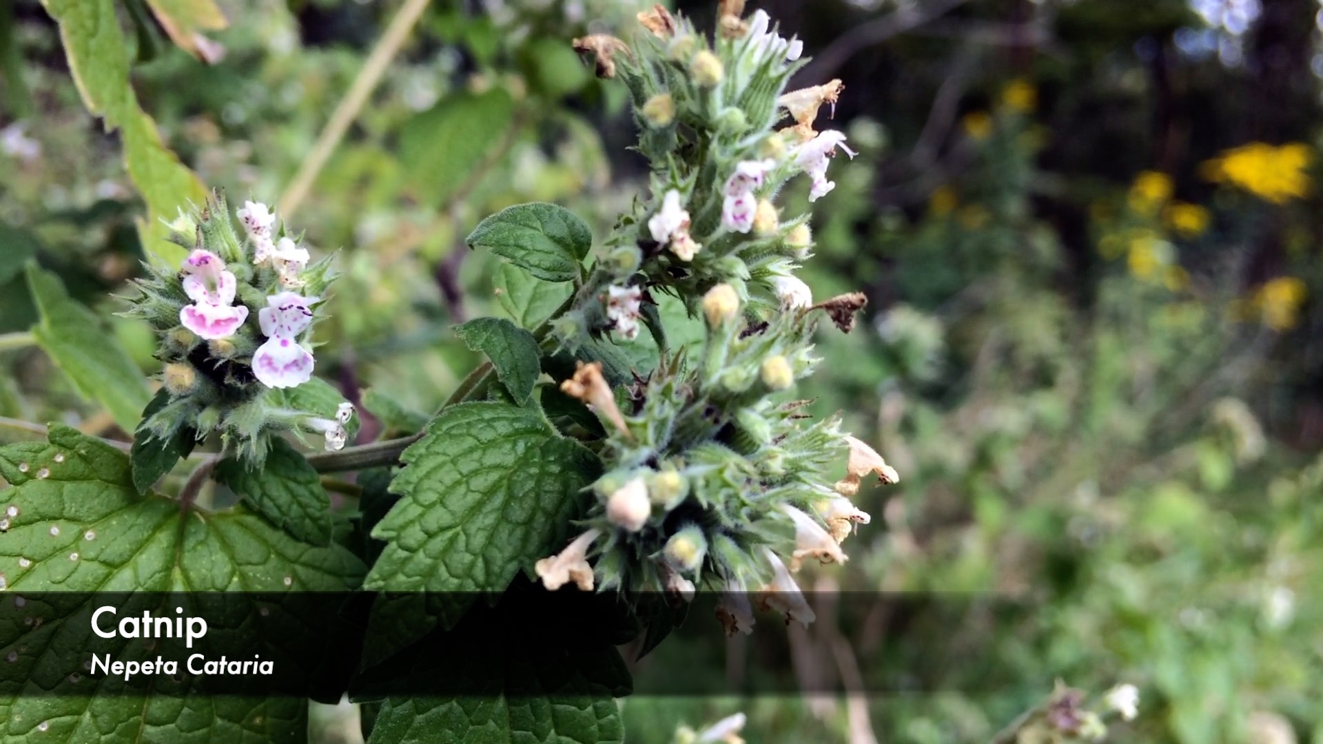 Catnip Identification