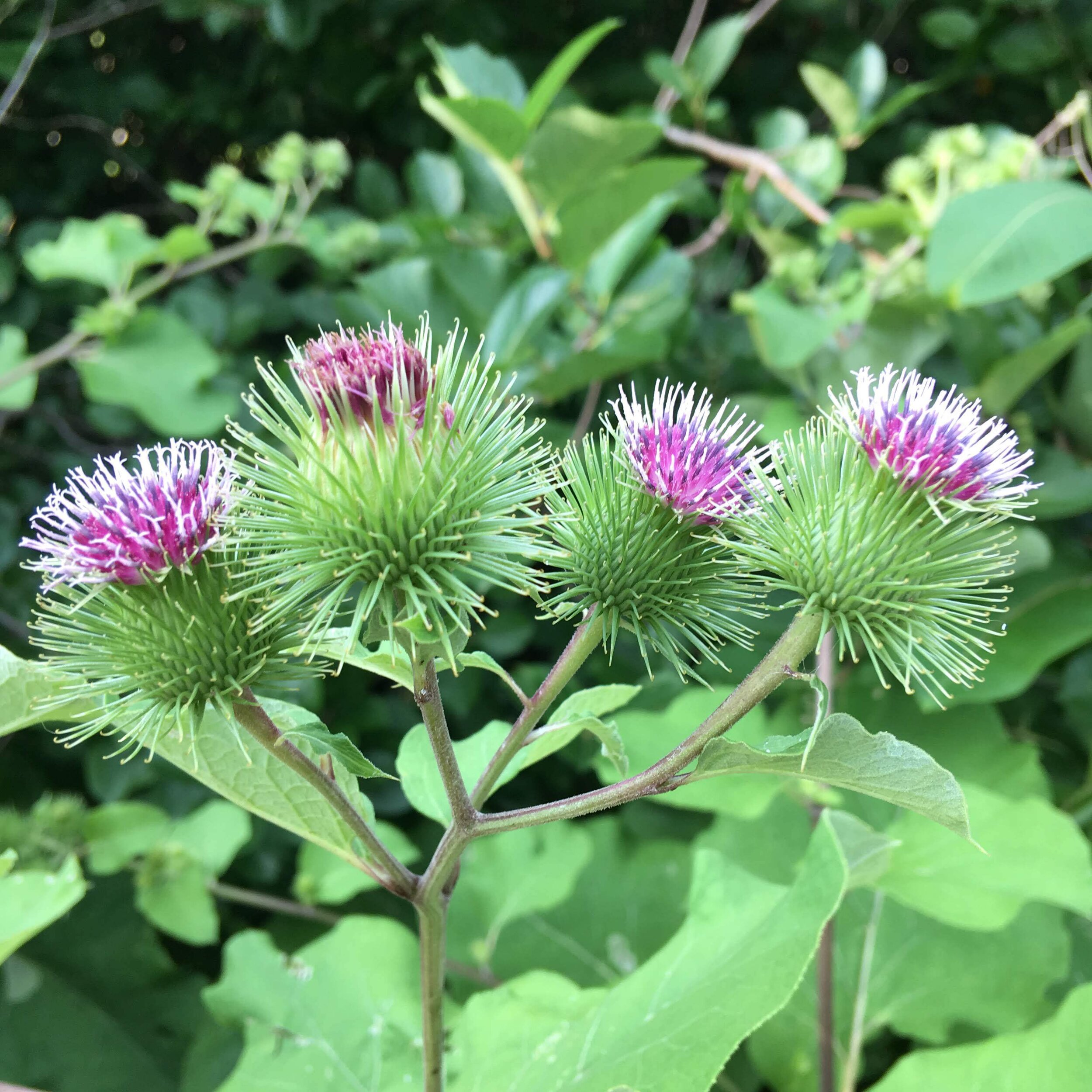 Image of Burdock leaves being cooked in a pot