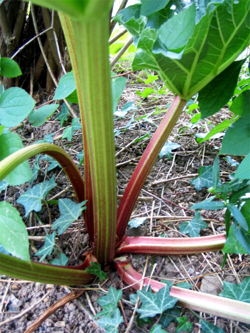 Image of Common burdock stem