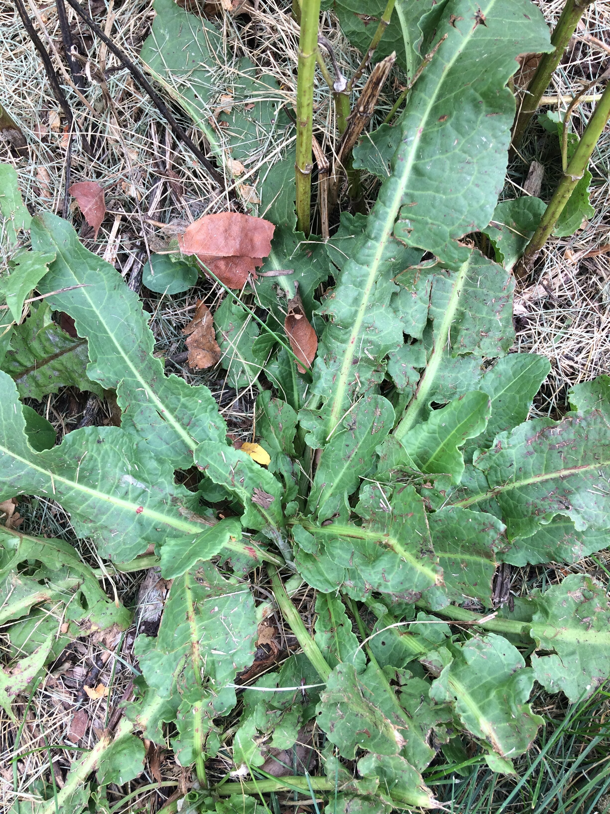 Basal rosette of curly dock