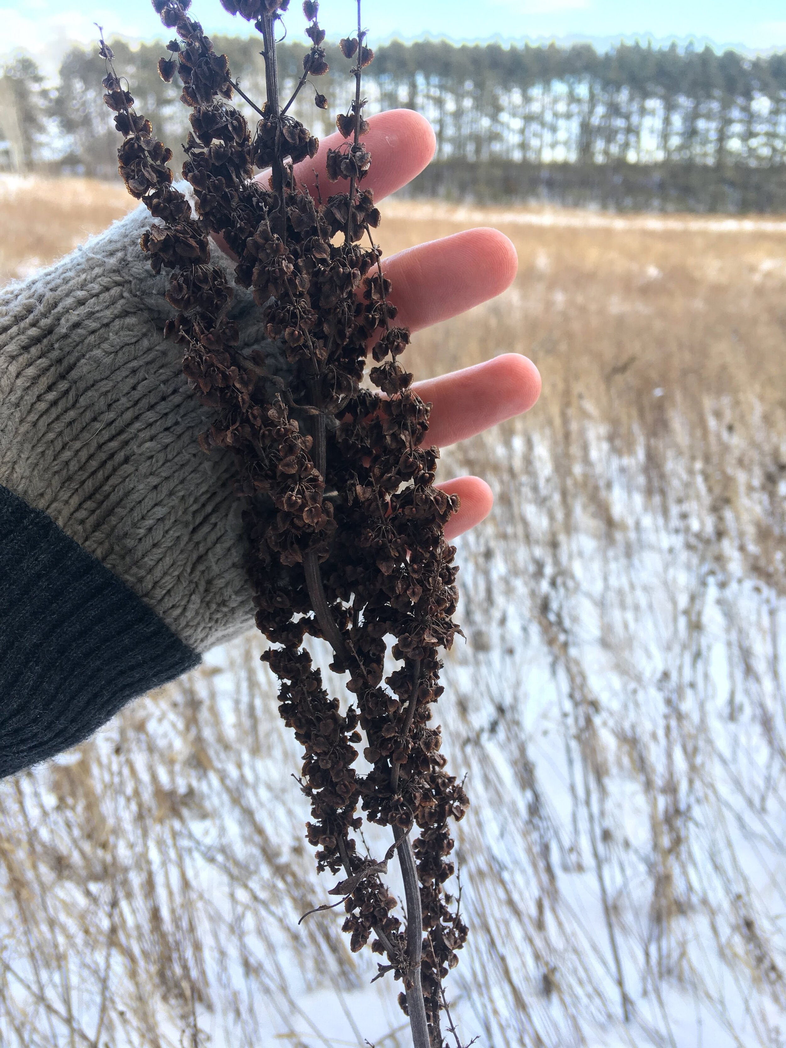 Curly dock in winter