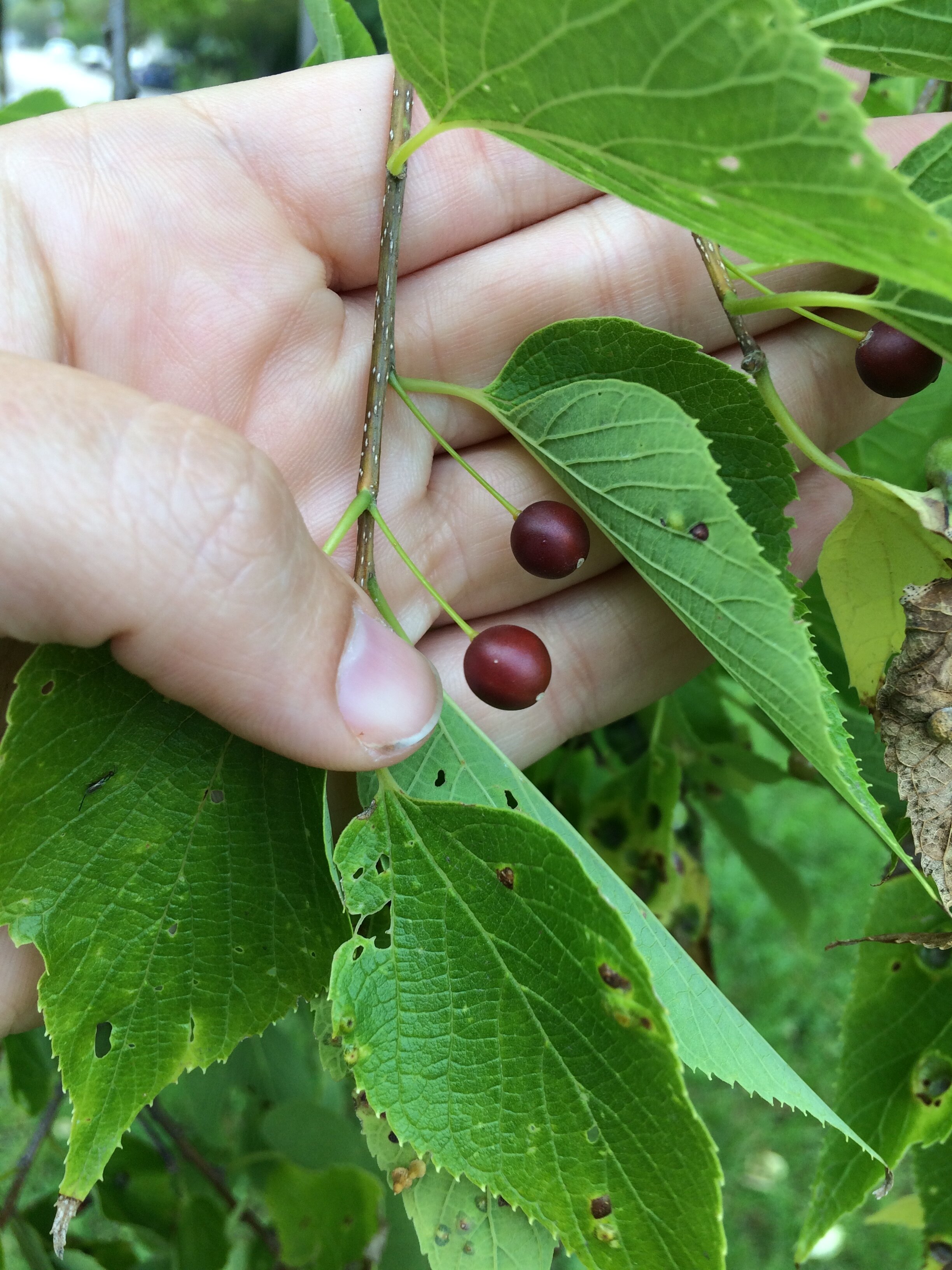 Hackberry Form Northern Hackberry: Real Paleo Food — Four Season Foraging