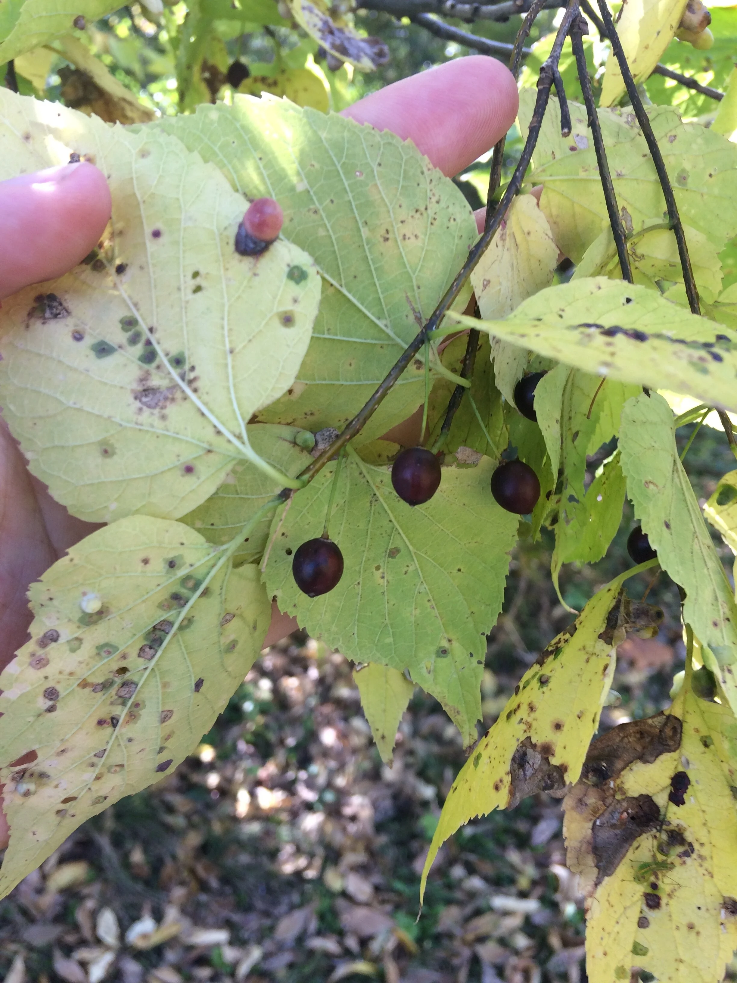 Northern Hackberry: Real Paleo Food — Four Season Foraging