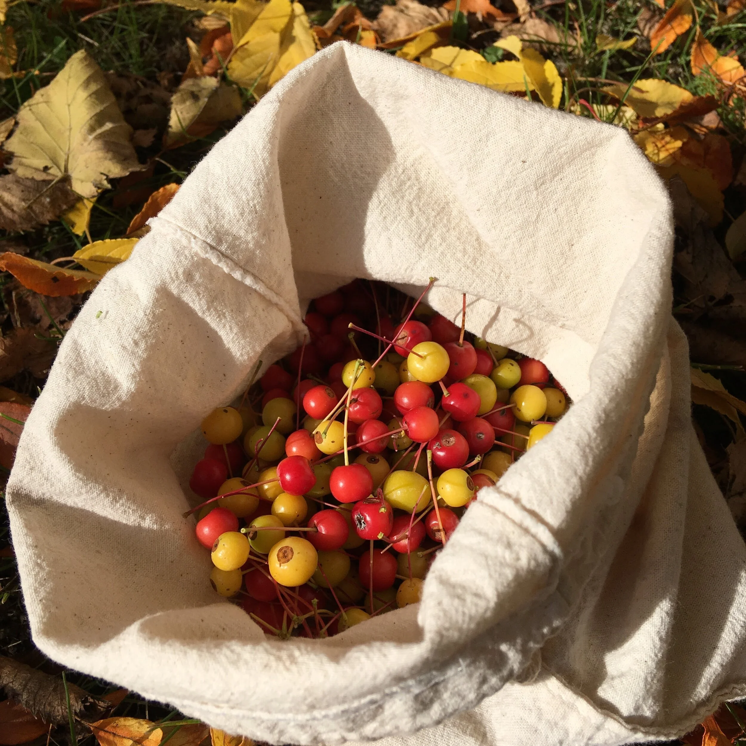 Virtual Fall Foraging