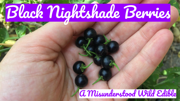 Black Nightshade Berries: A Wild — Four Season