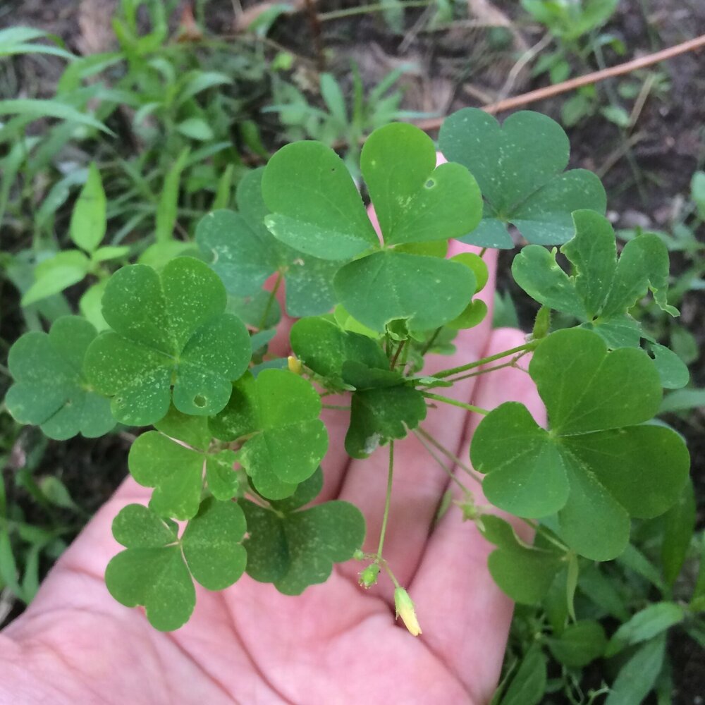 Yellow Wood Sorrel Small Plant Big Taste Four Season Foraging