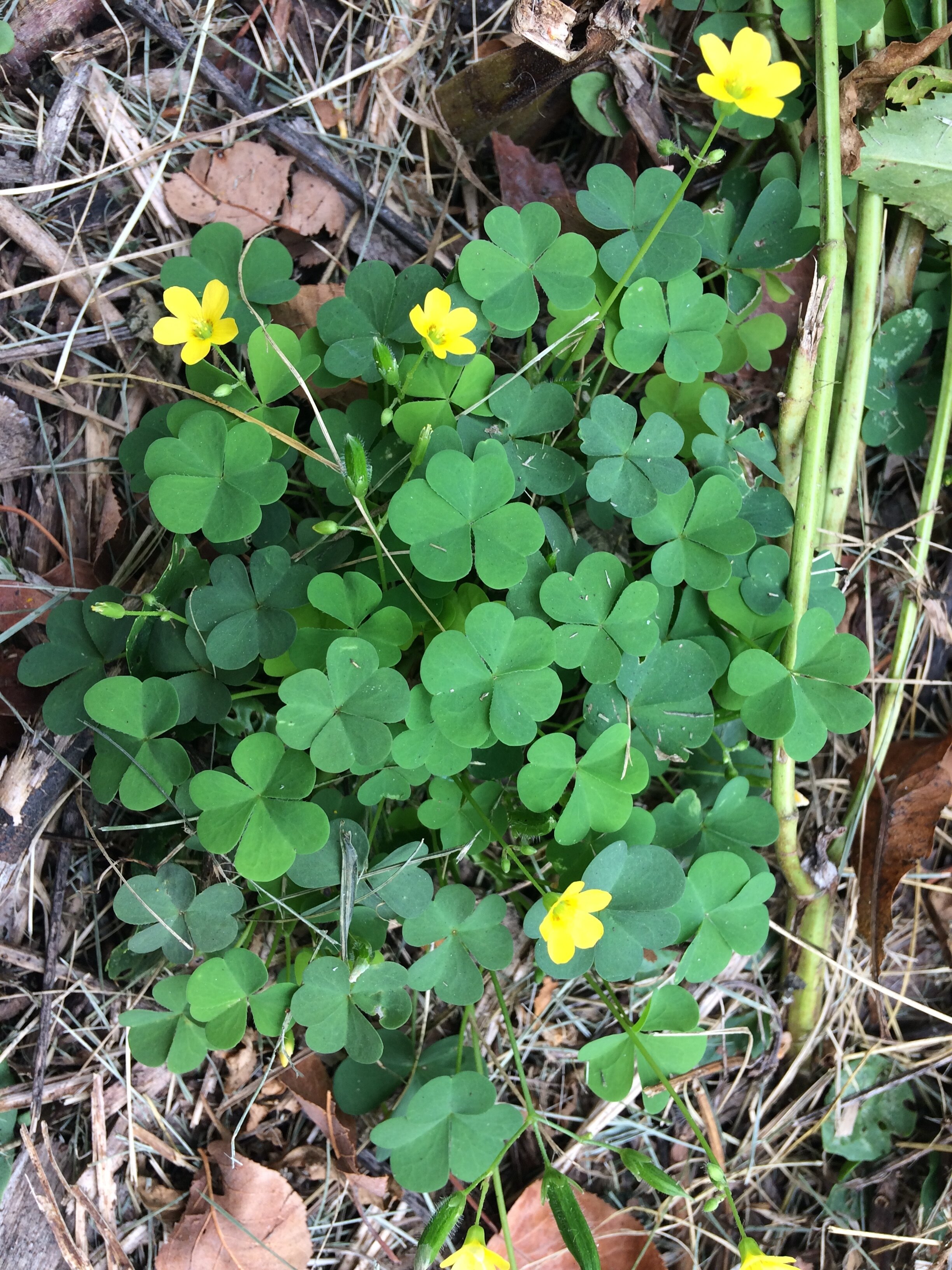 red leaf clover plant