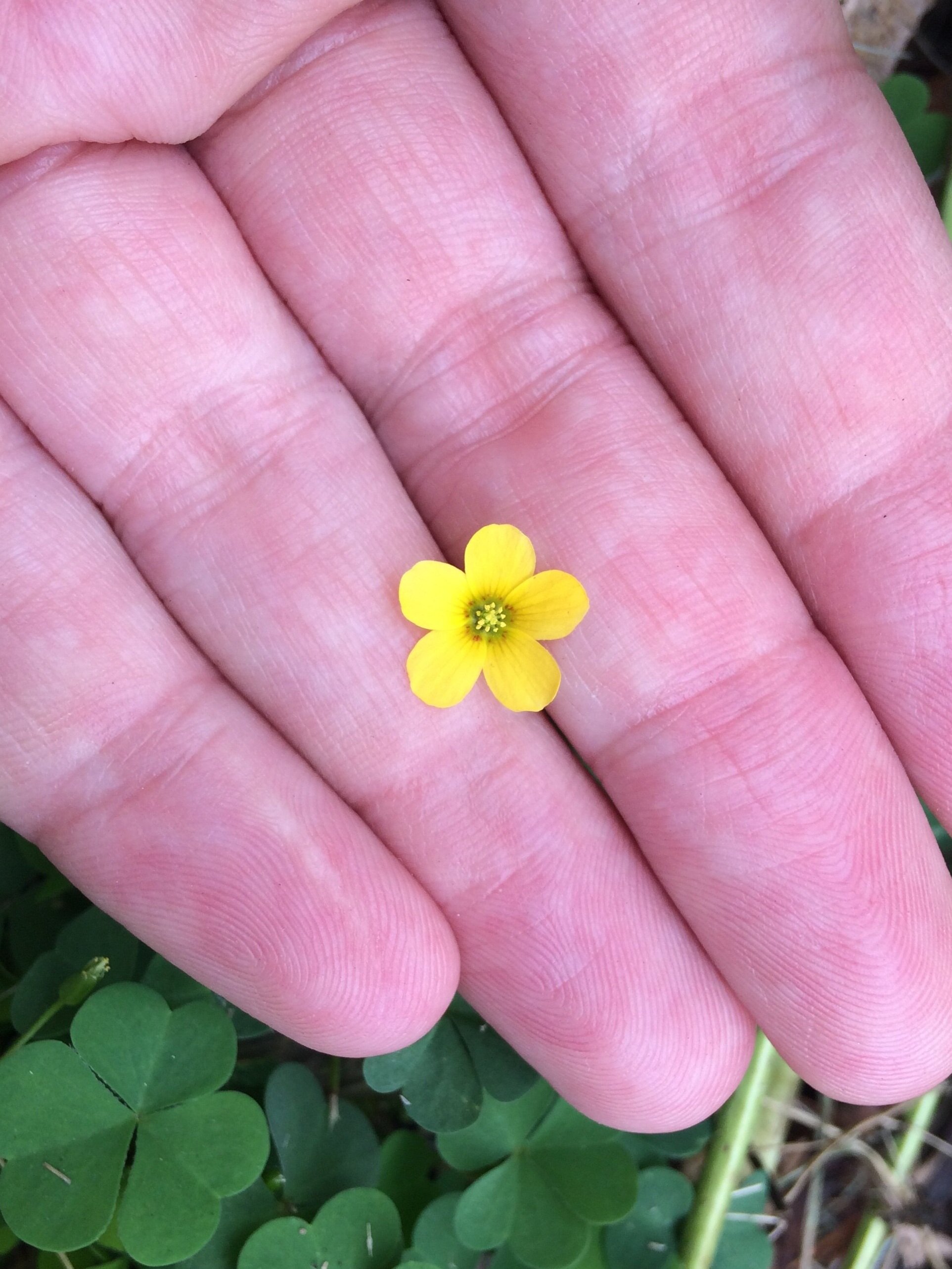 Yellow Wood Sorrel Small Plant Big