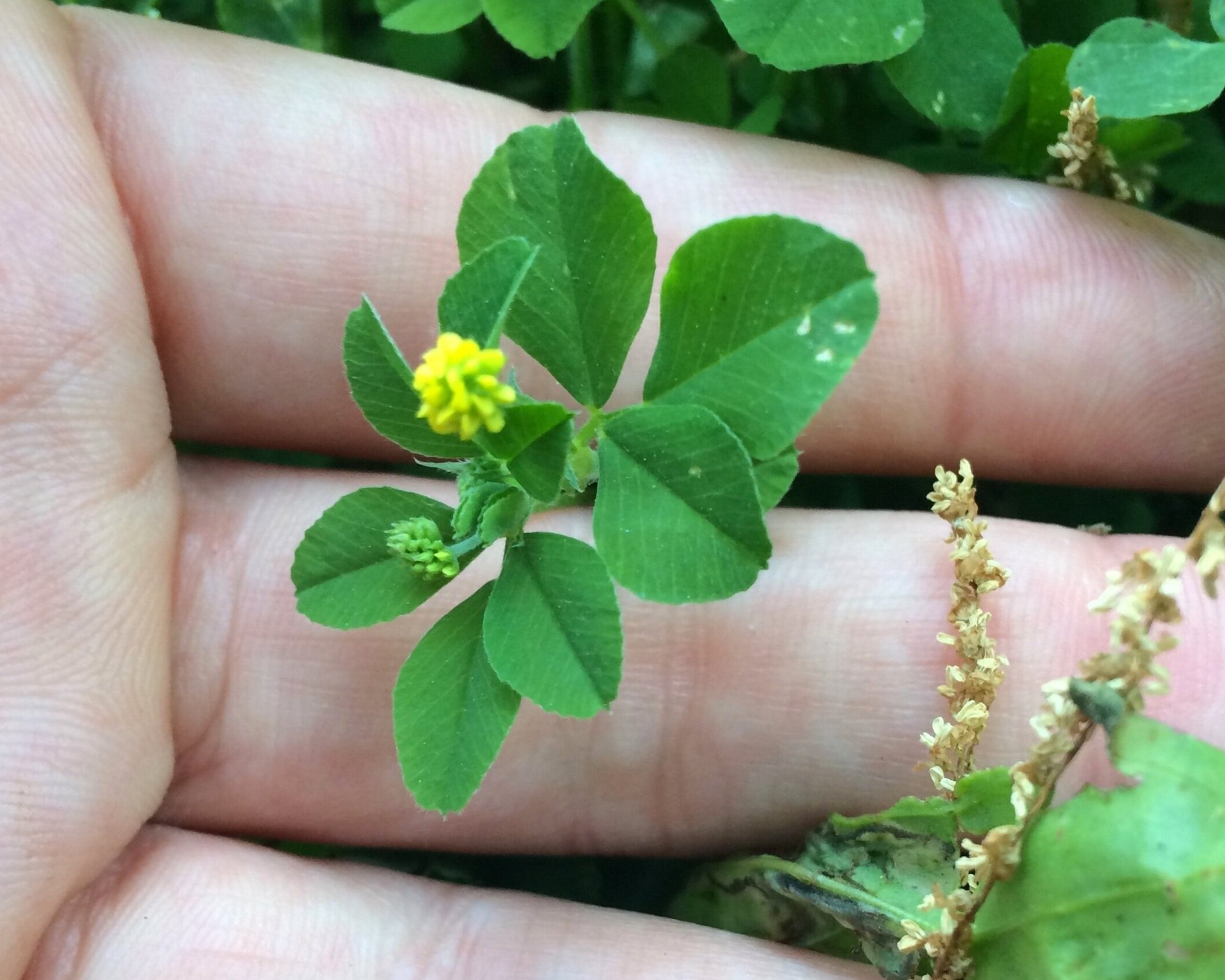 Black medic (Medicago lupulina)