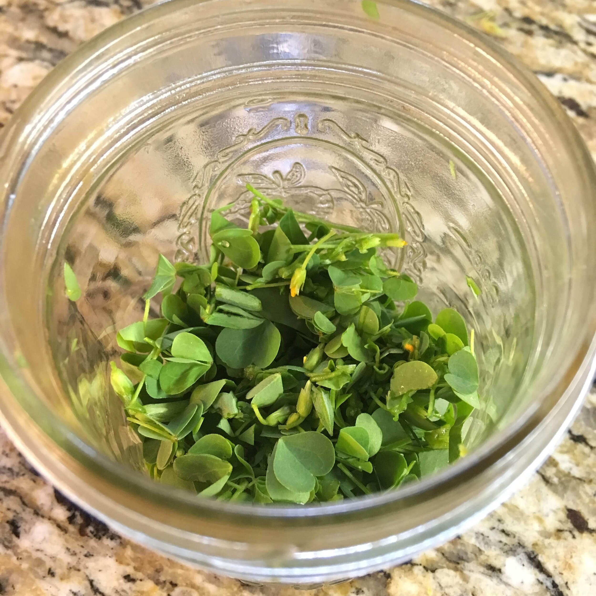 Packing yellow wood sorrel into a jar for a cold water infusion.