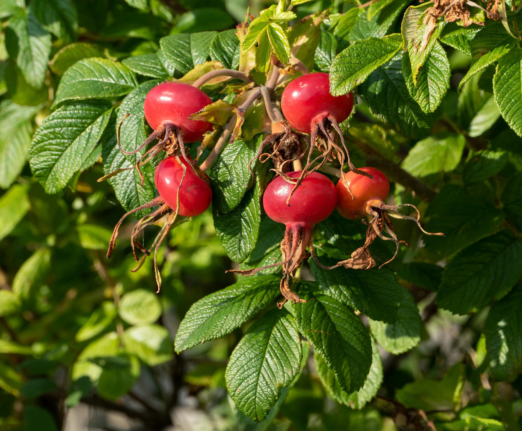 Outstanding variety Dog Rose 10 Seeds Rosa Canina Outstanding variety Dog Rose 10 Seeds Rosa Canina