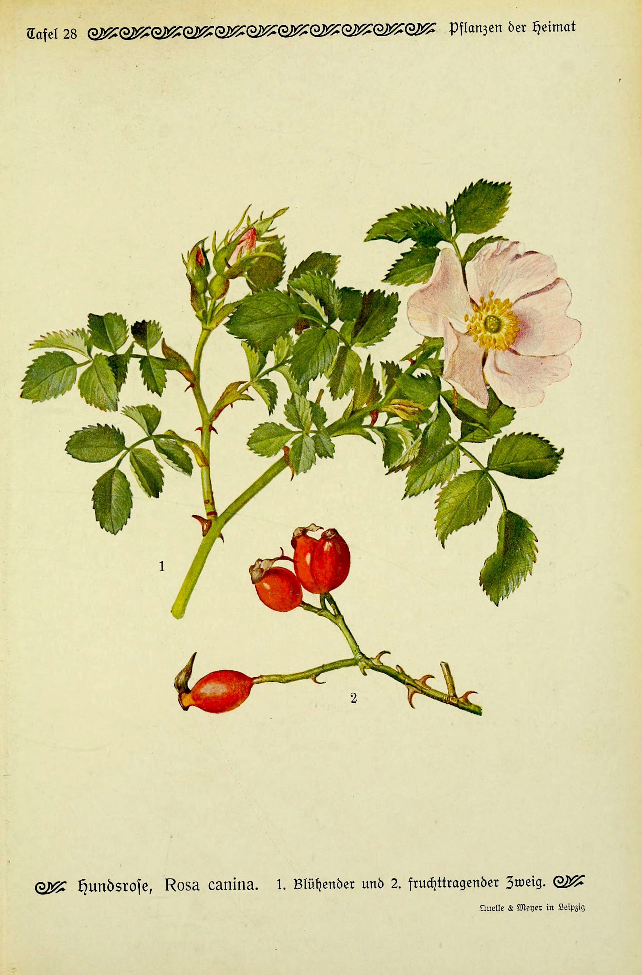 Bartenders' guide to foraging: Rose petals