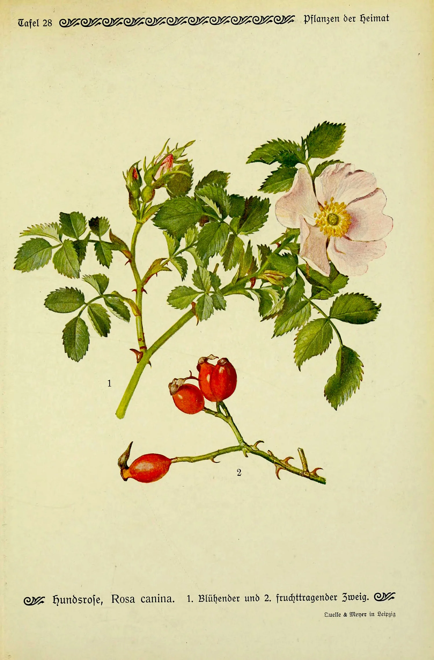 Rose Botanicum Roses: Not Just for Decoration — Four Season Foraging