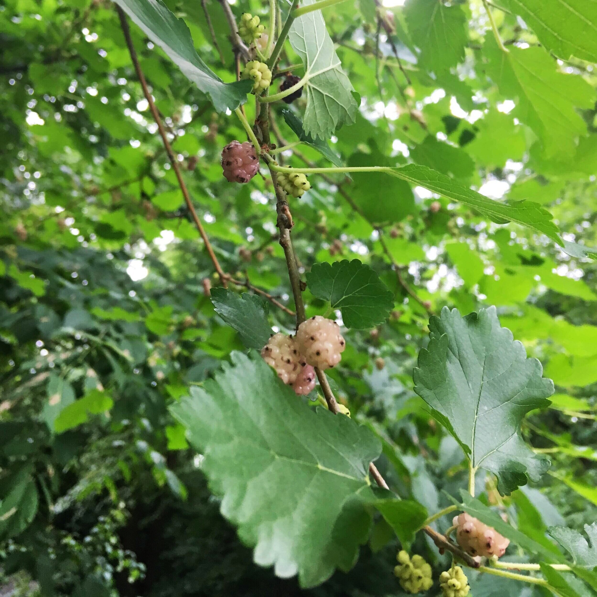 White Fruit Variety