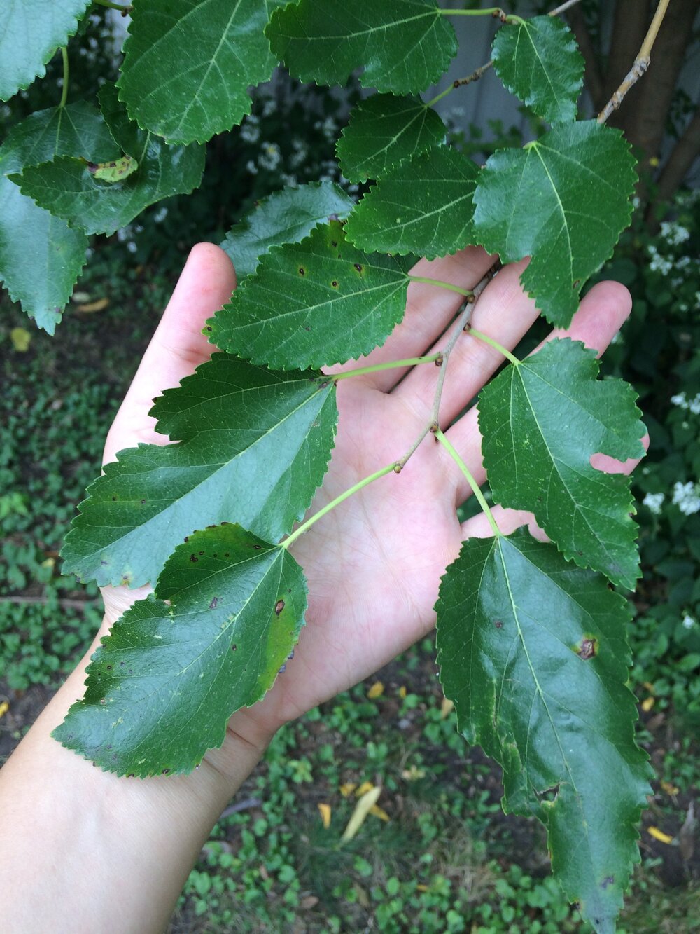 White Mulberry Leaves