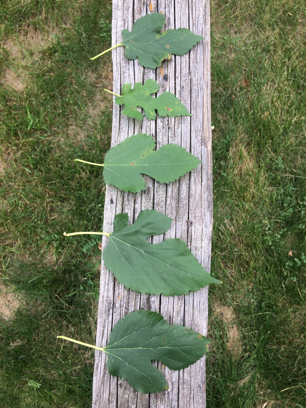 White Mulberry Leaves