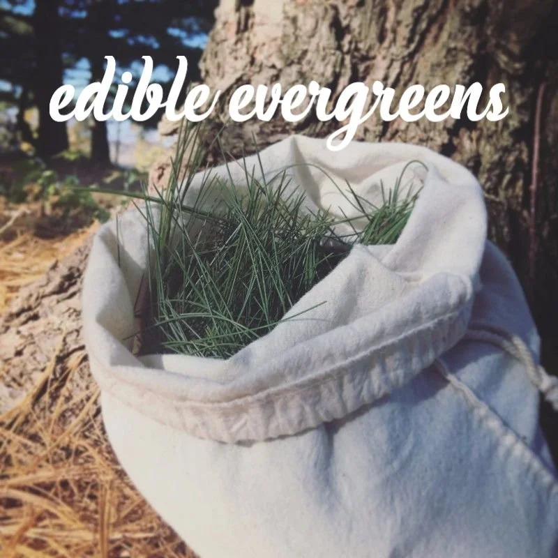 Edible Evergreens Webinar
