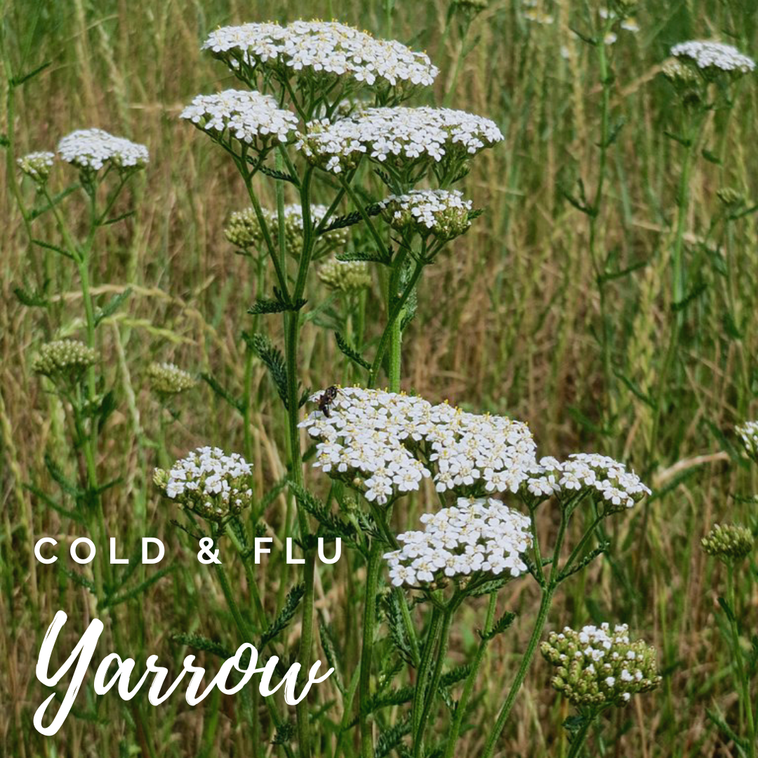 Five Wild Herbs for Winter Support