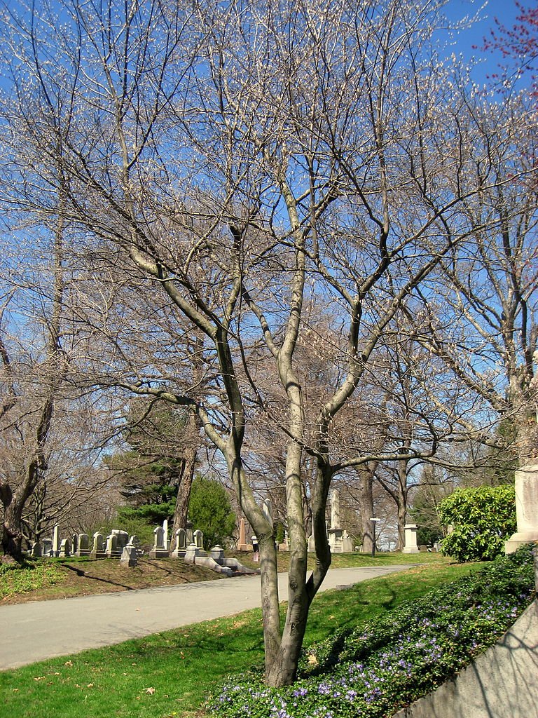768px-Amelanchier_canadensis_(without_leaves),_Mount_Auburn_Cemetery.jpeg