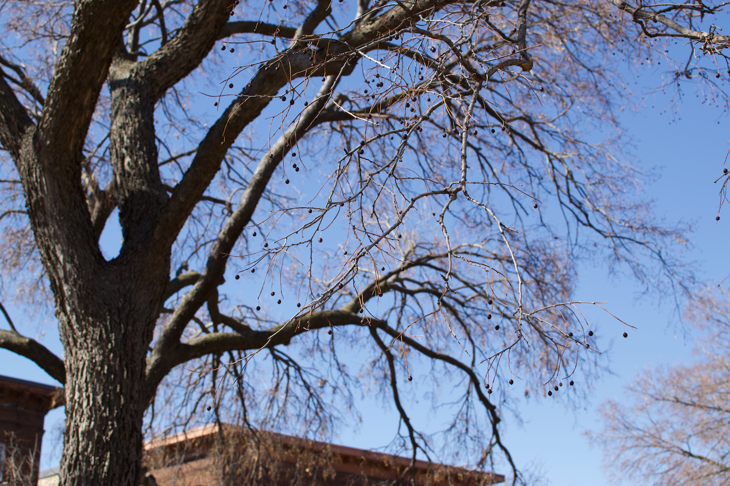 Five Plants You Should Learn to Identify This Winter