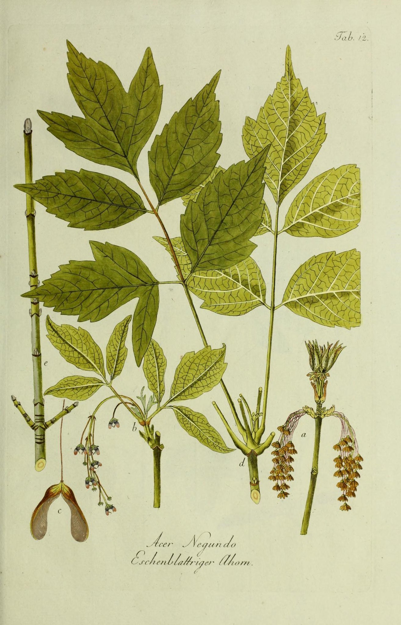 Botanical Plate of Ashleaf Maple