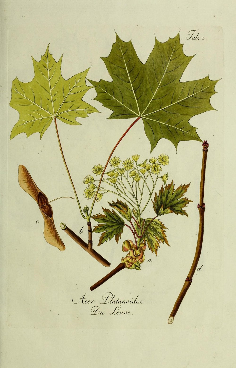 Botanical Plate of Norway Maple