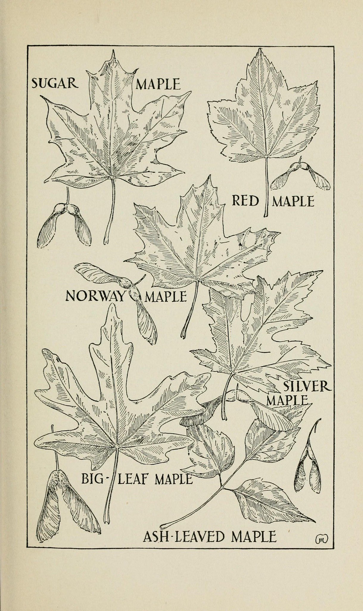 Comparison of Different Maple Leaves