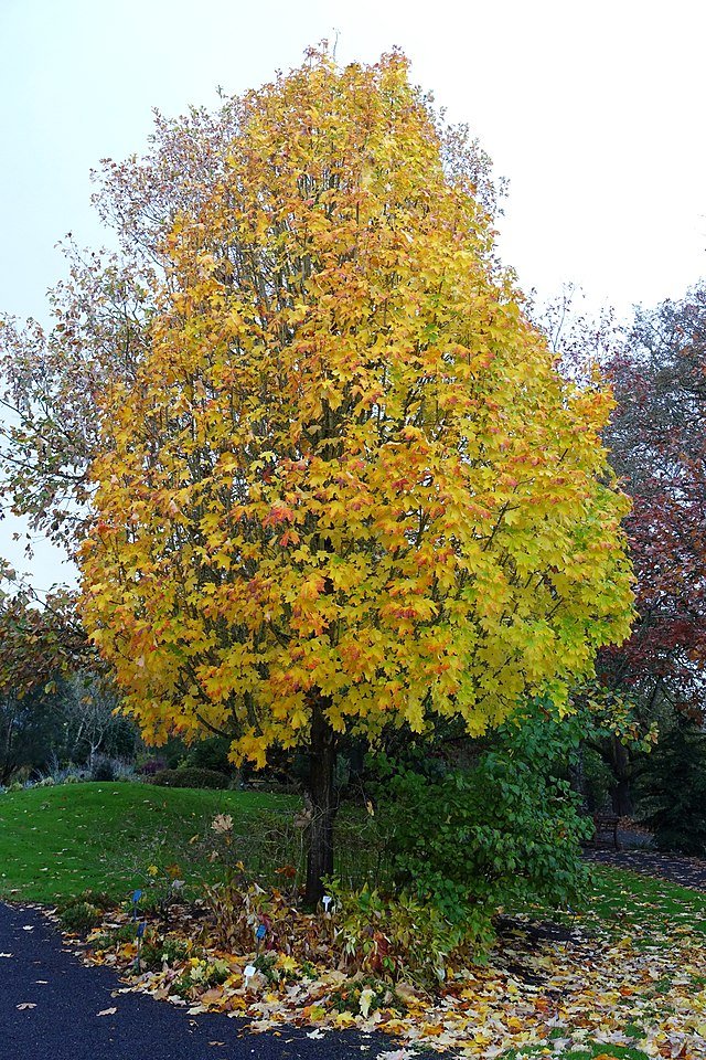 The Egg Shaped Crown of Sugar Maple