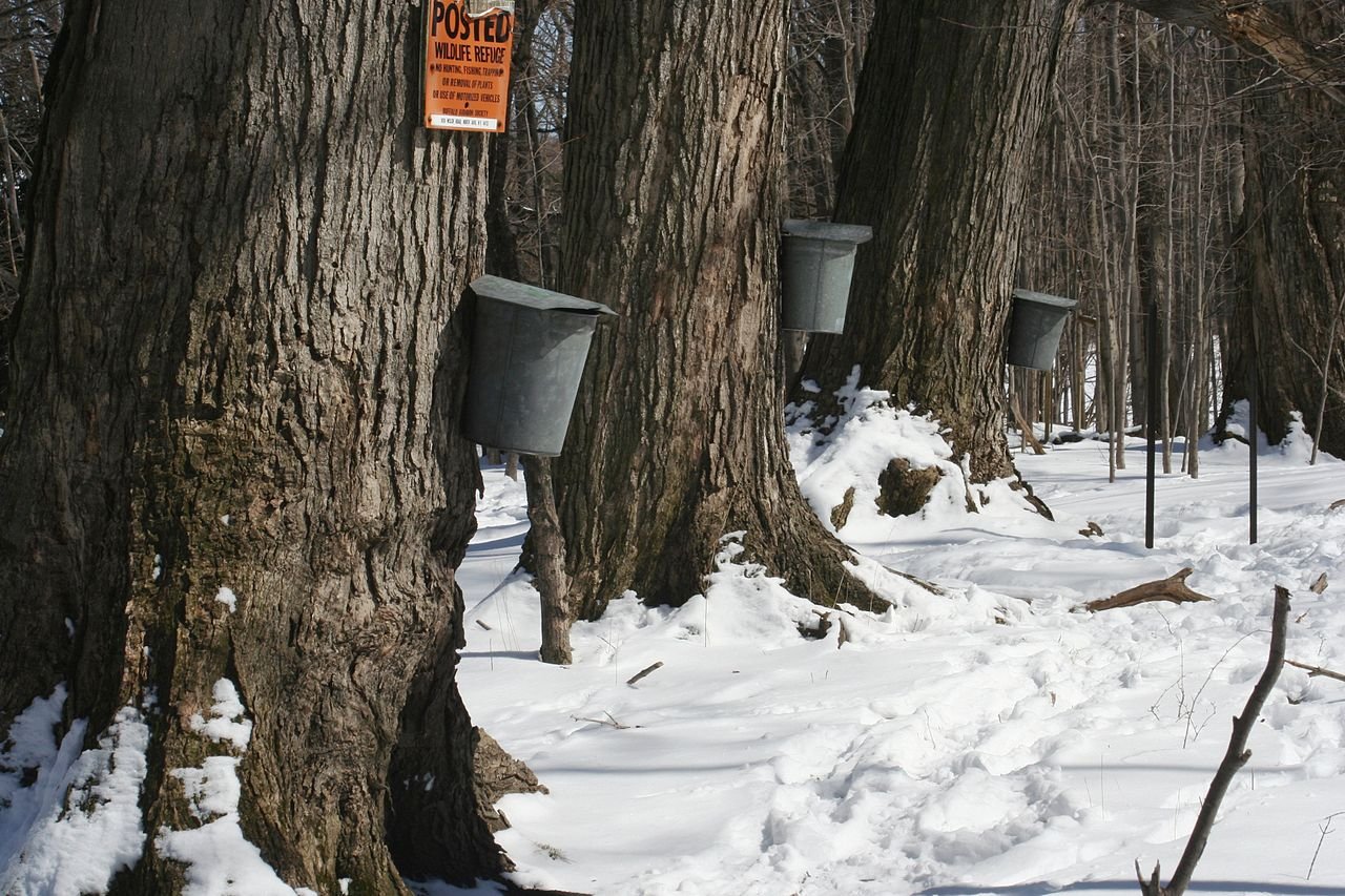 Tapped Sugar Maples. Note the Ridged Bark.