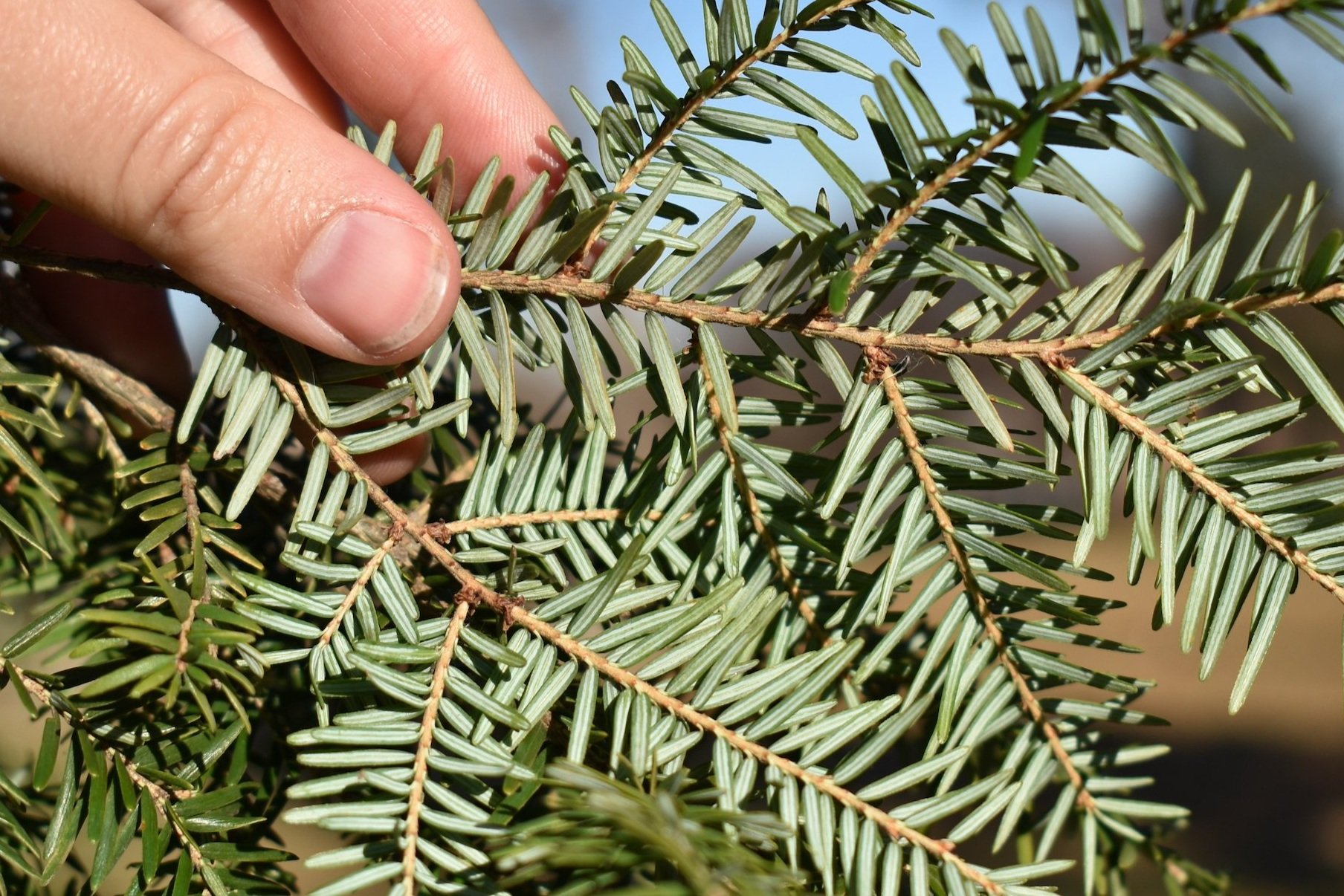 Underside of Needles