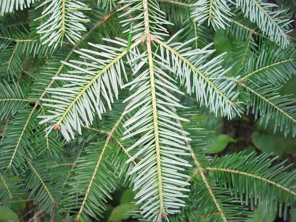 Underside of Balsam Fir Needles