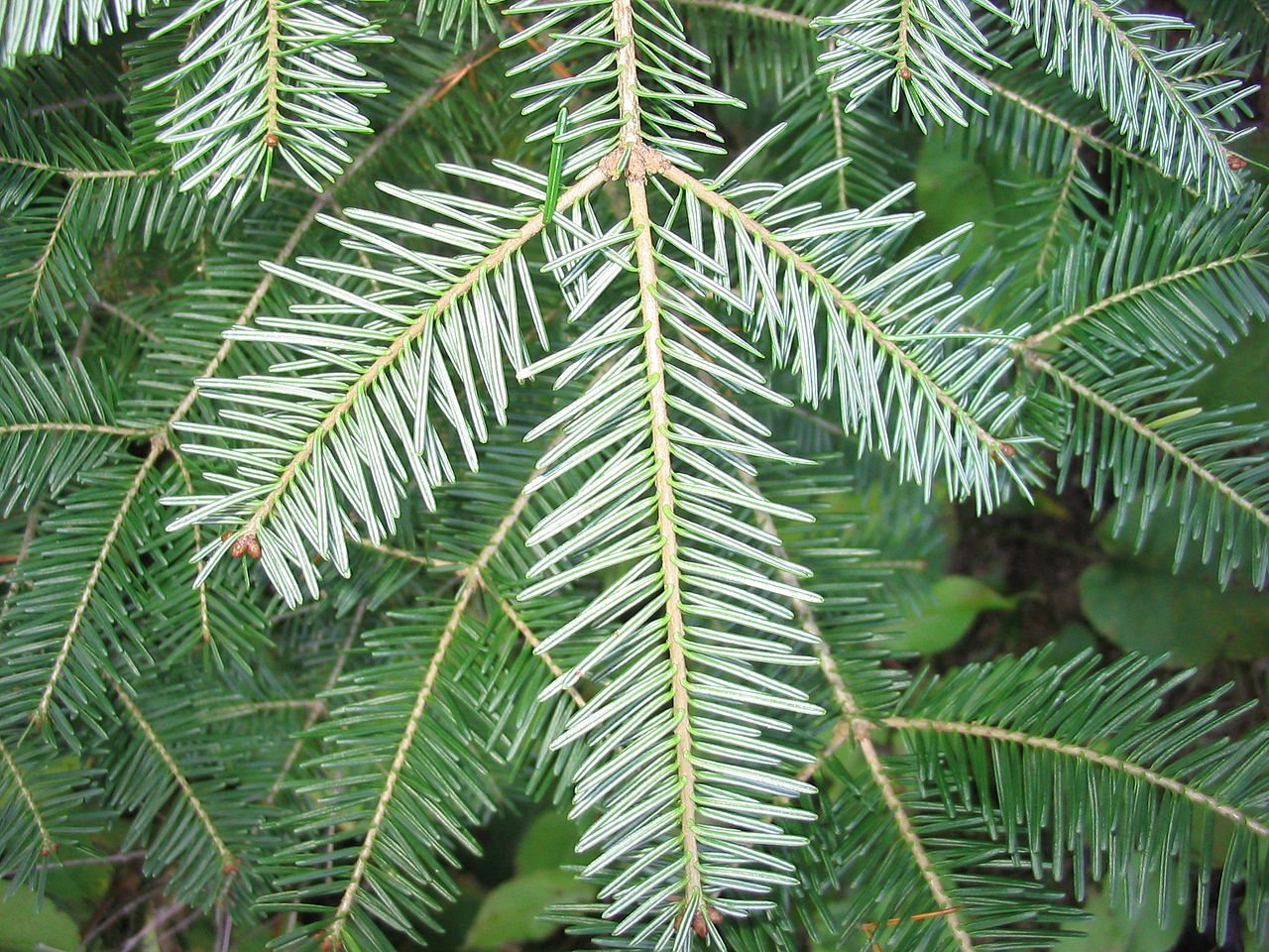 The Edible Hemlock — Four Season Foraging