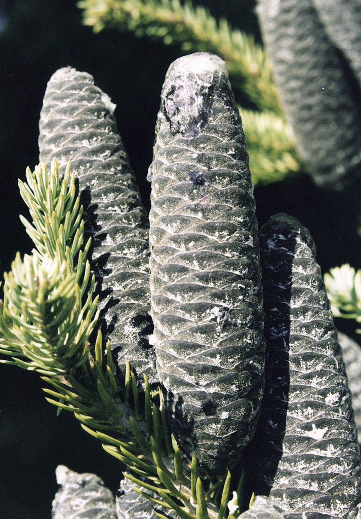 Balsam Fir Upright Cones