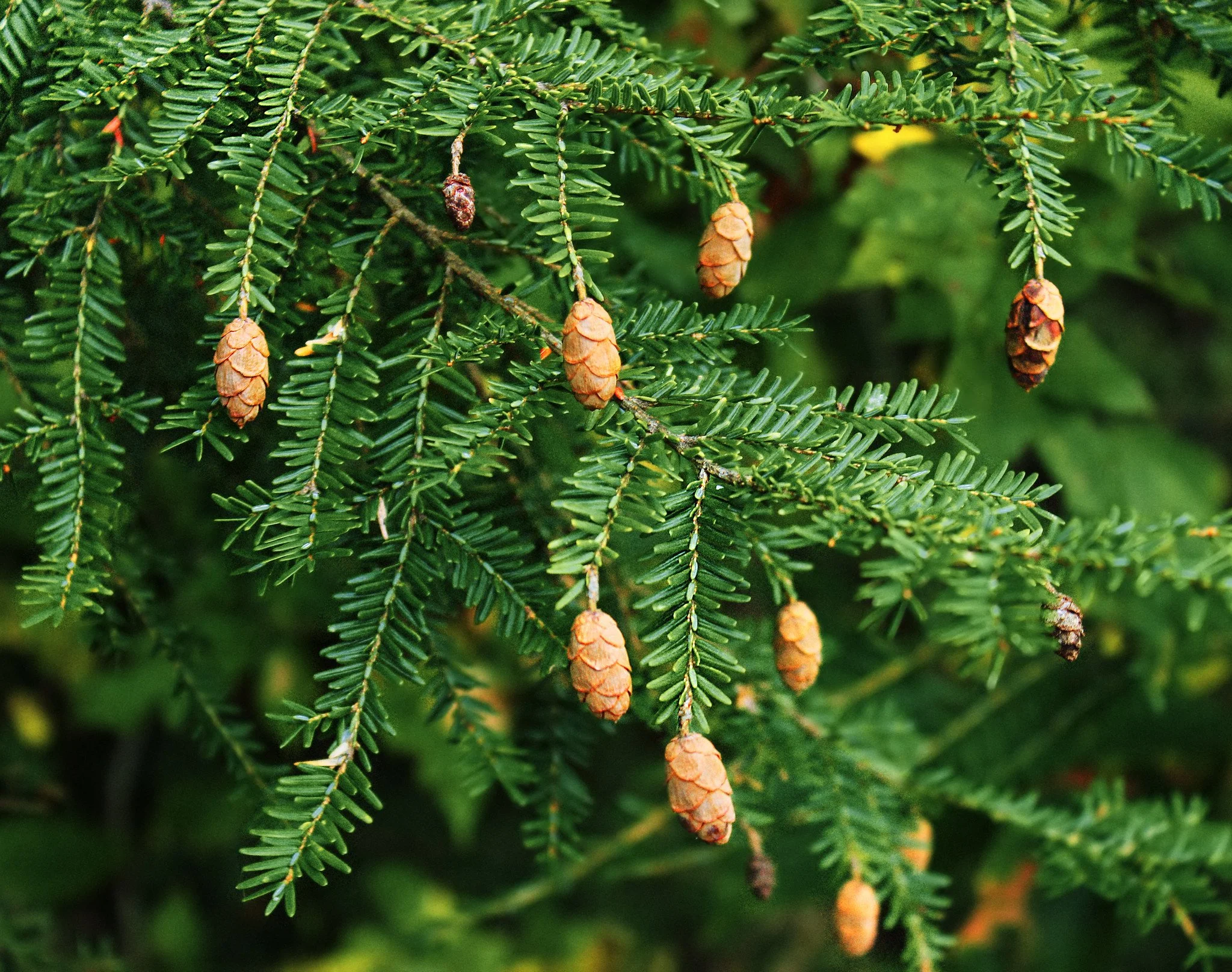 The Edible Hemlock