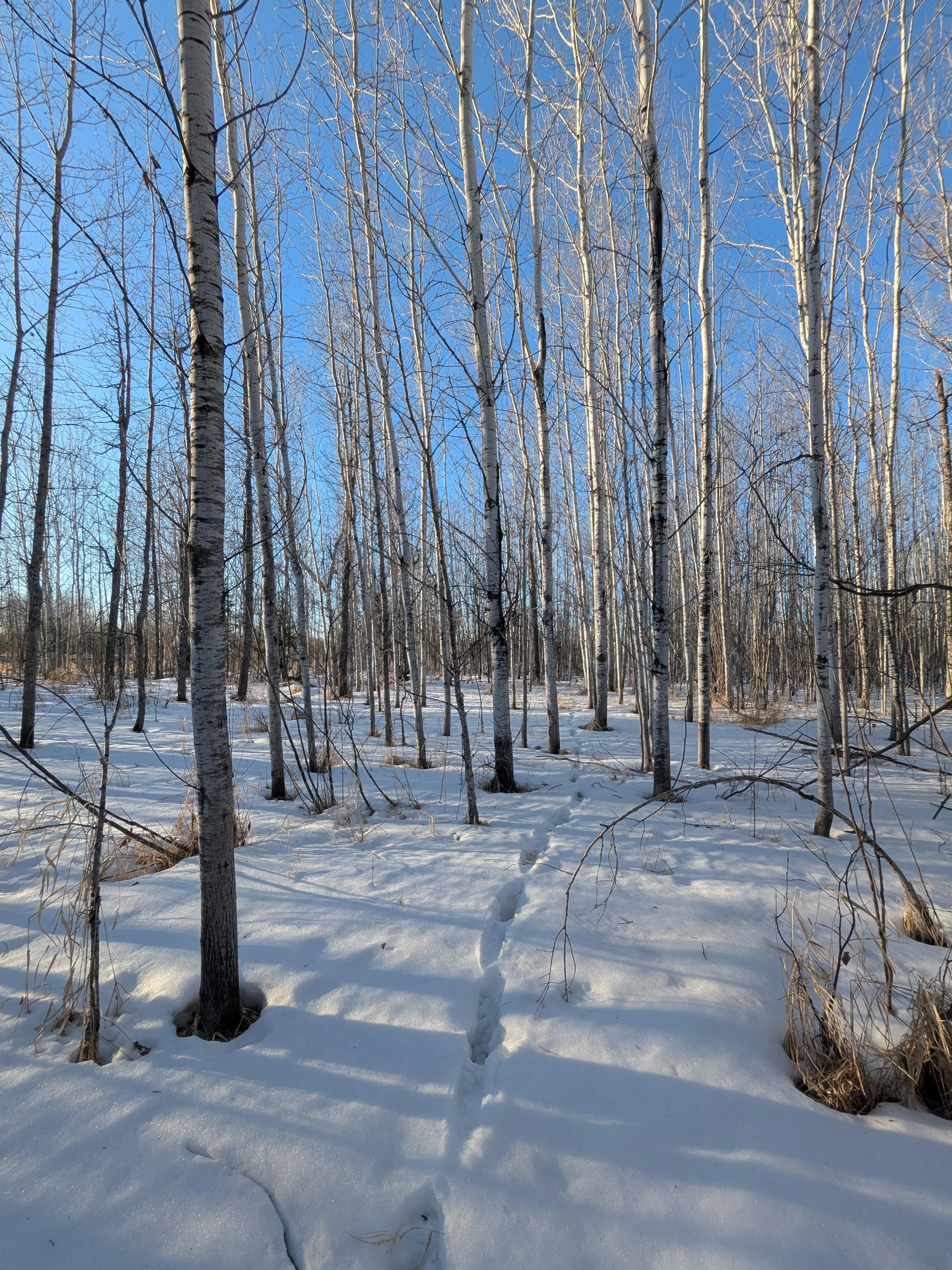 The Art and Science of Animal Tracking