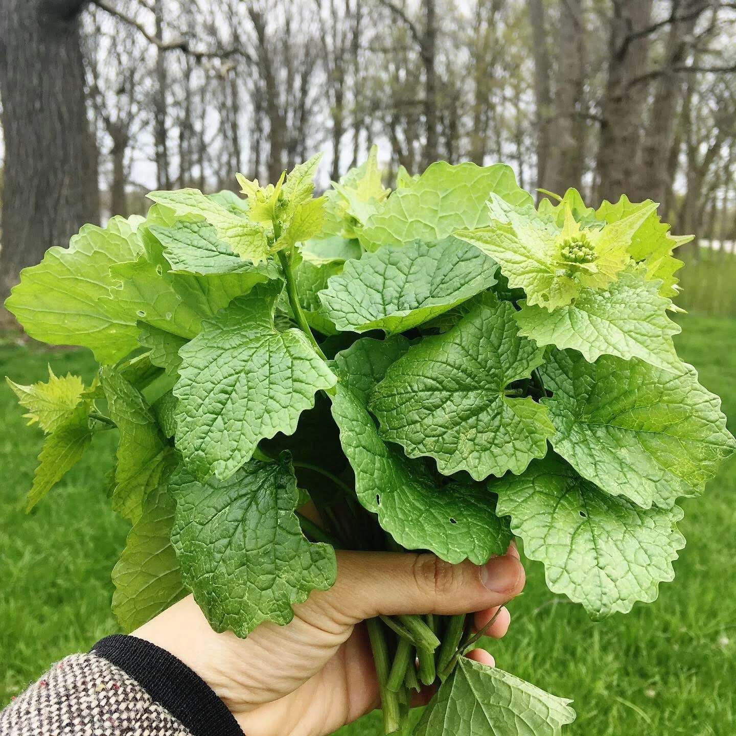 Introduction to Foraging: Discovering Wild Foods
