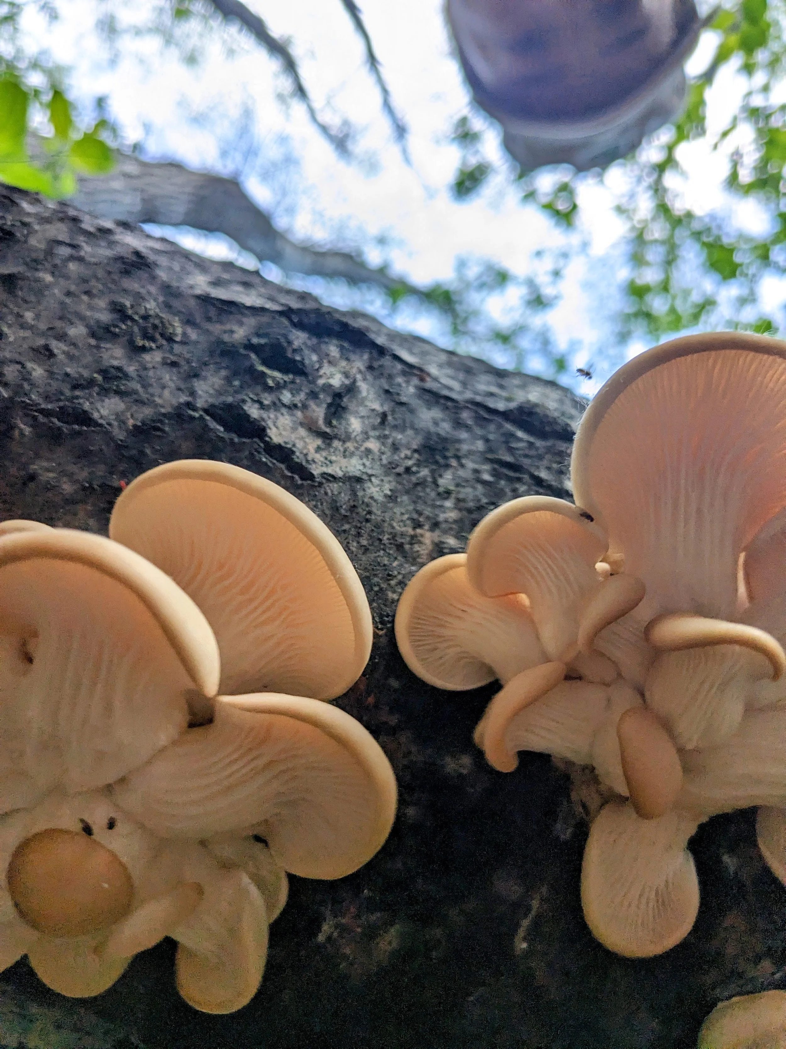 Spring Foraging Weekend with Borderland Lodge