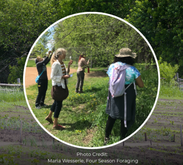 Spring Foraging for Wild Edibles