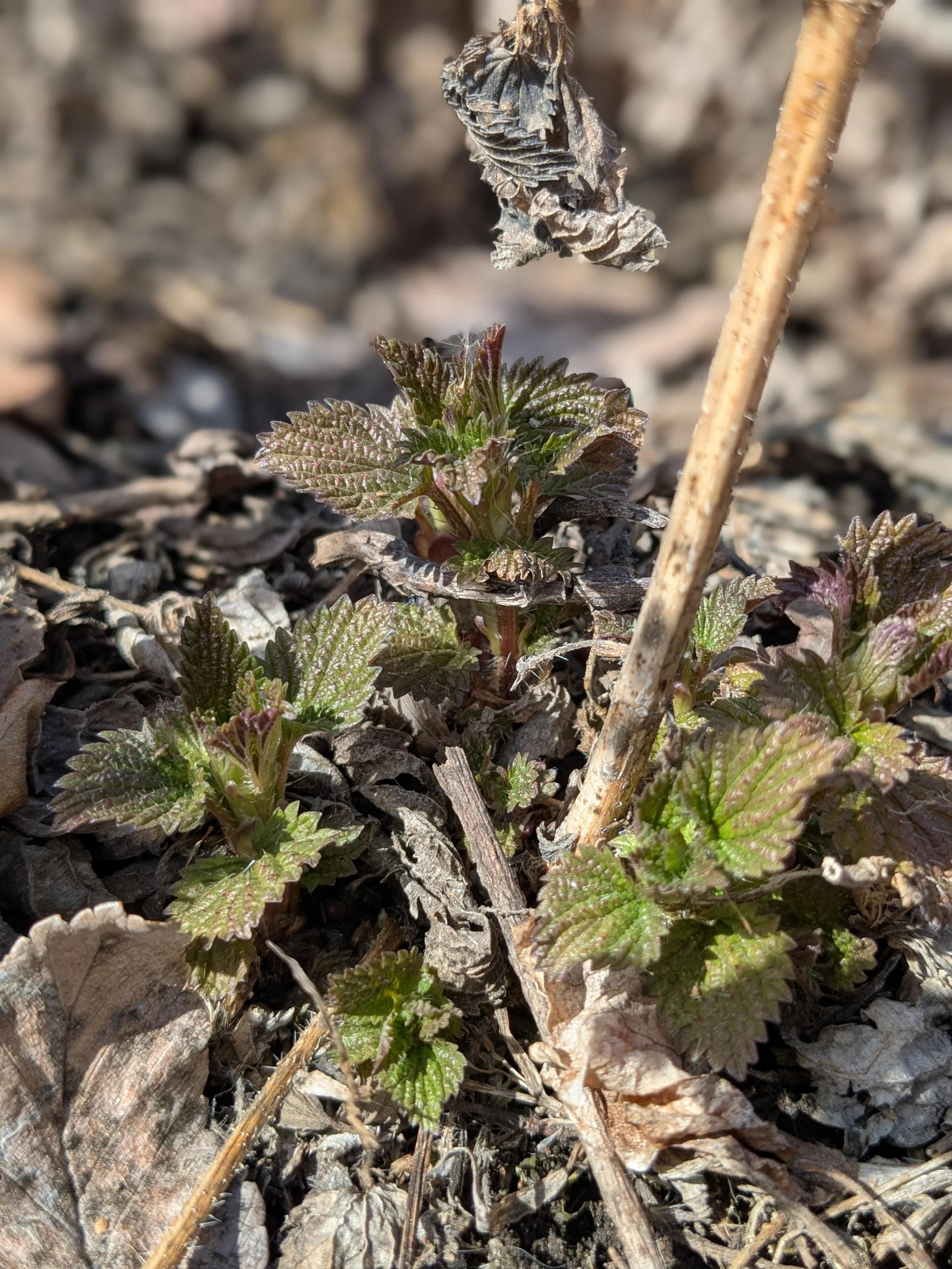 Vernal Awakening: Foraging for Spring