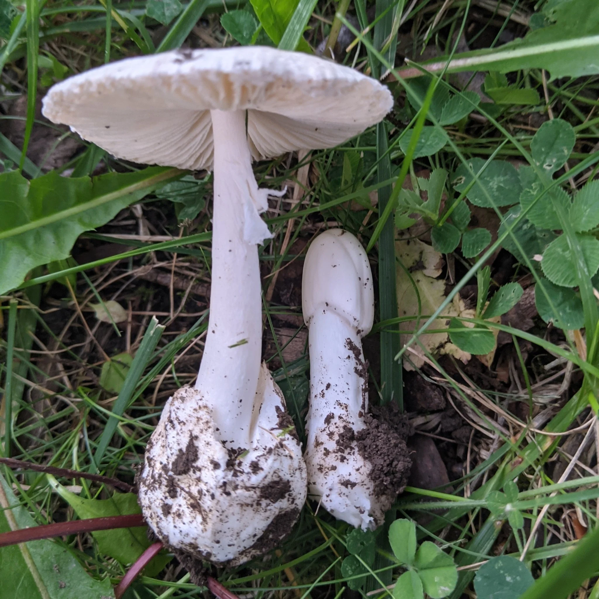 Destroying Angel (Amanita bisporigera)