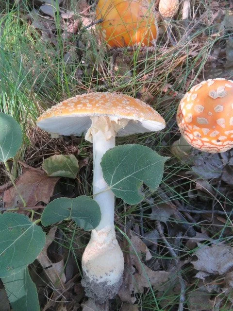 Fly Agaric (Amanita muscaria var. guessowii)